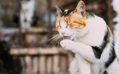 Haarballen bij katten