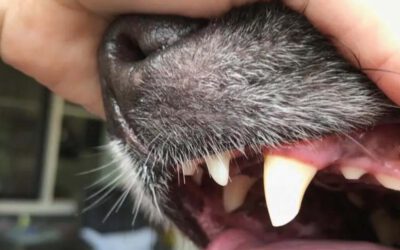 Waarom gebitsverzorging?