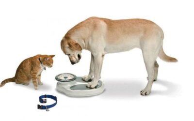 Overgewicht bij je hond of kat