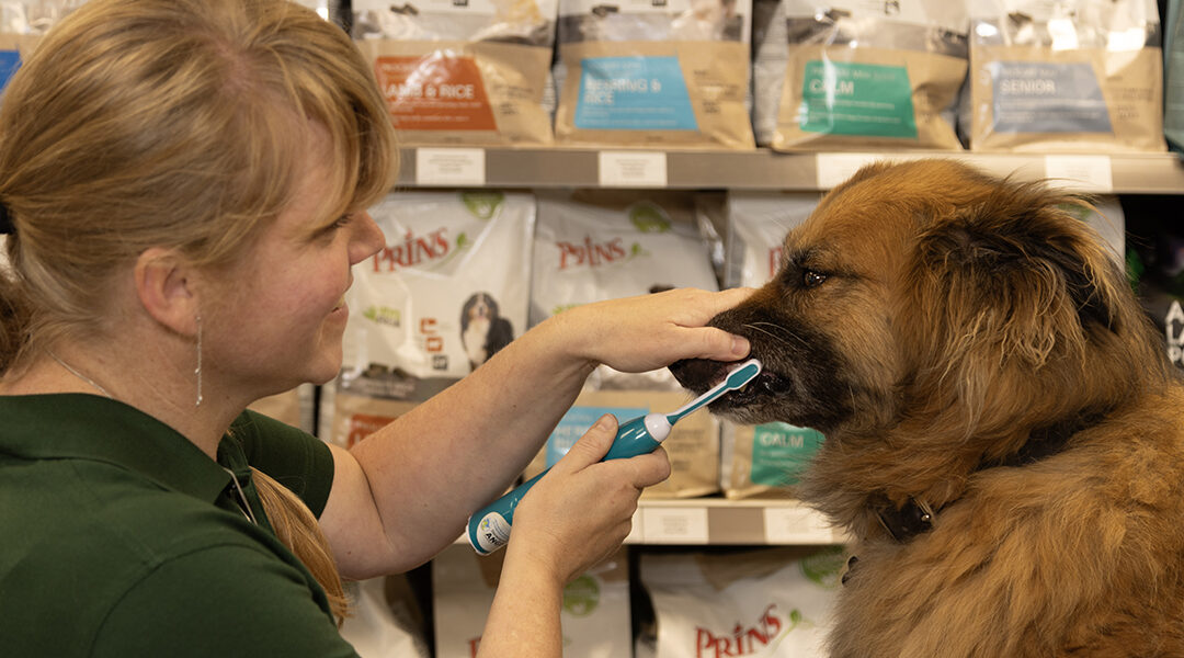 Tanden poetsen bij je hond
