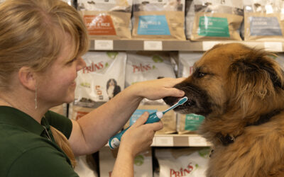 Tanden poetsen bij je hond