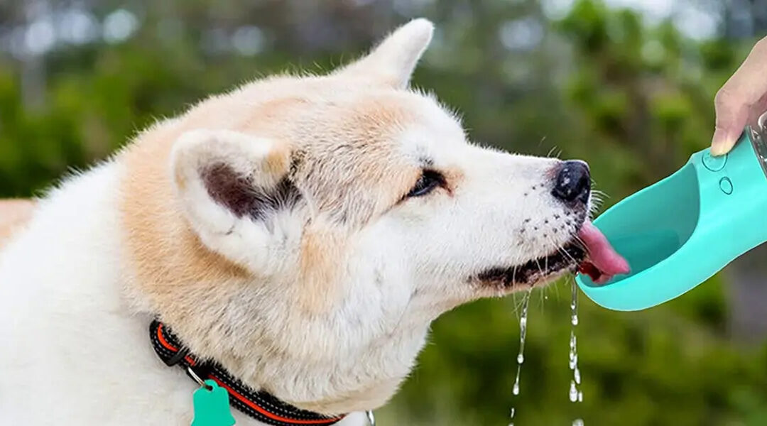 Vakantiechecklist hond