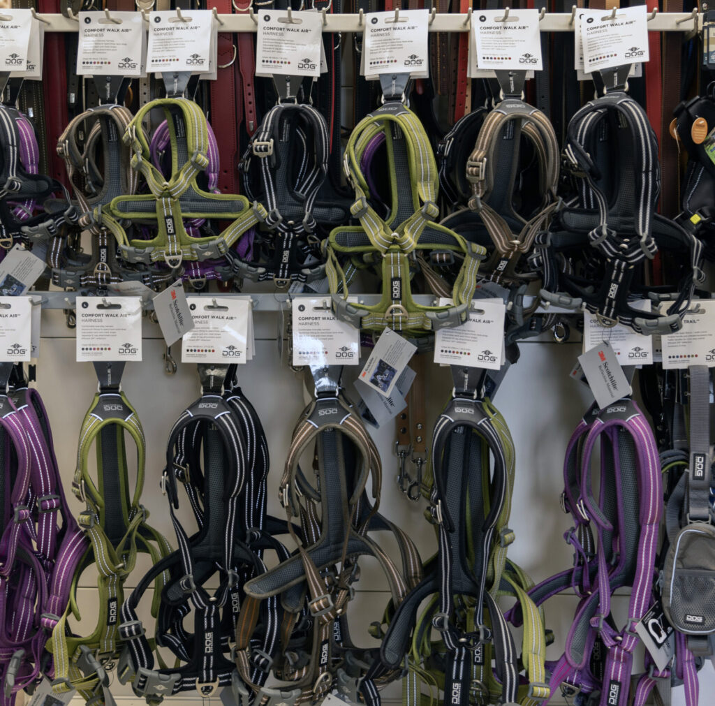 Dog Copenhagen Dog Copenhagen