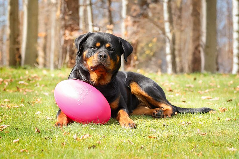 Lobke voor Angela 1 lr