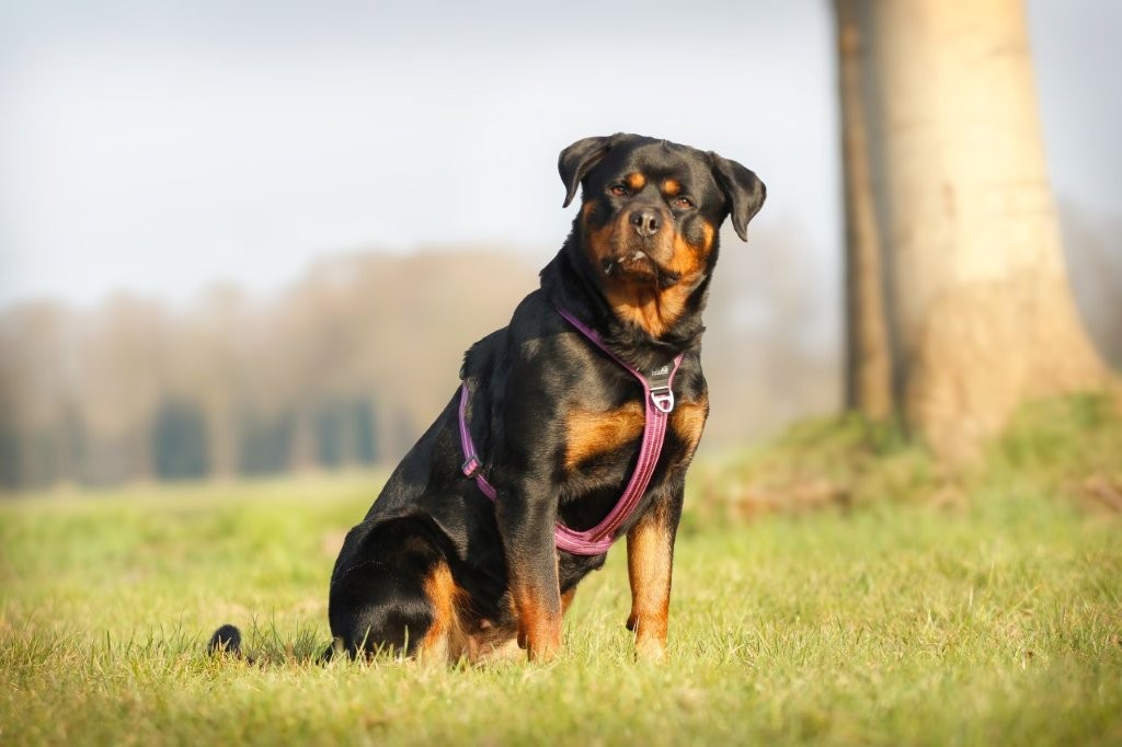 dog copenhagen dierenspeciaalzaak angela Dog Copenhagen tuig